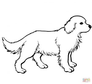 300x273 Rare Coloring Pages Labrador Free Retriever Stock Photos Hd