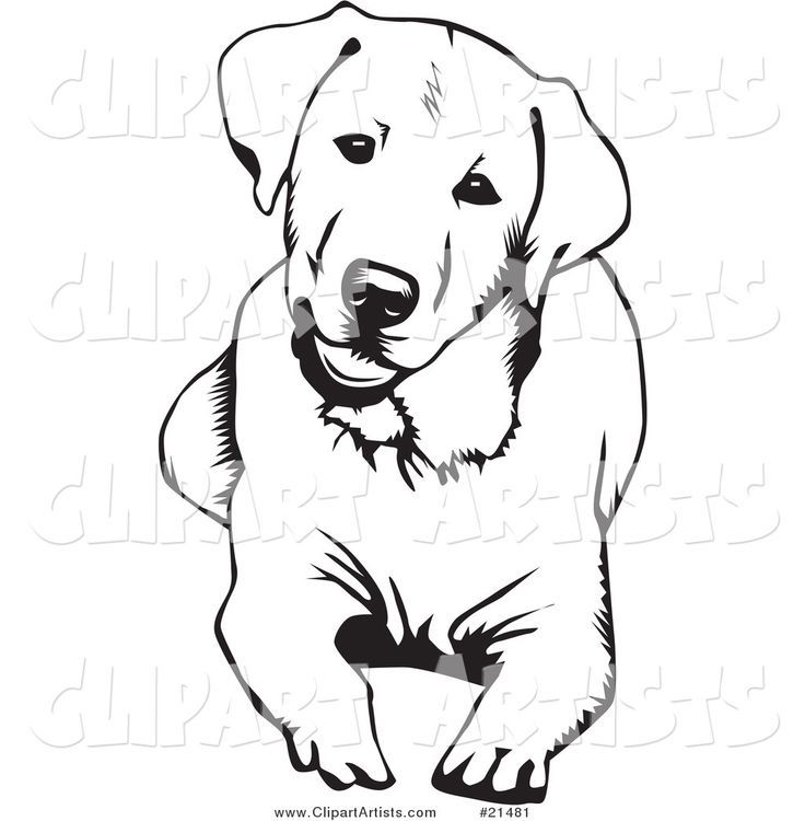736x750 Vector Cute And Curious Labrador Retriever Dog Lying Down