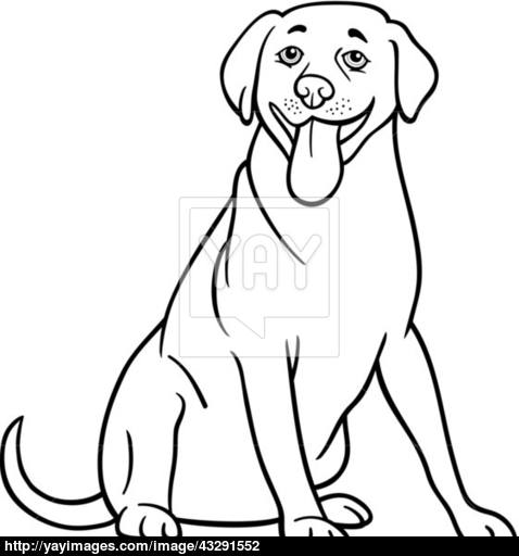 478x512 Labrador Retriever Dog Cartoon For Coloring Vector