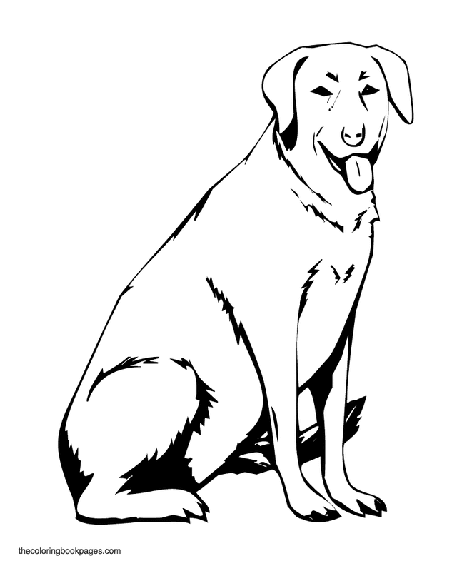 Labrador Drawing