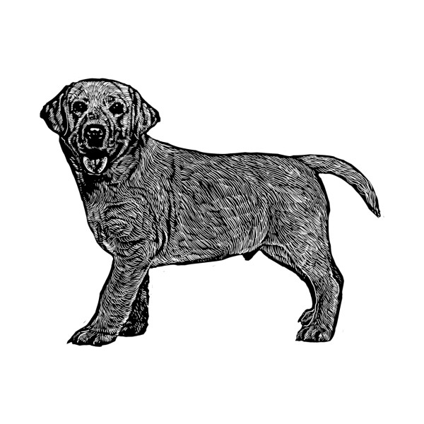 600x600 Labrador Retriever