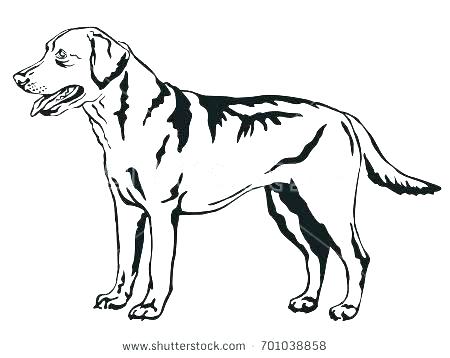 450x358 Labrador Retriever Coloring Pages