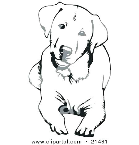 450x470 Grand Yellow Lab Puppy Coloring Pages Labrador Retriever