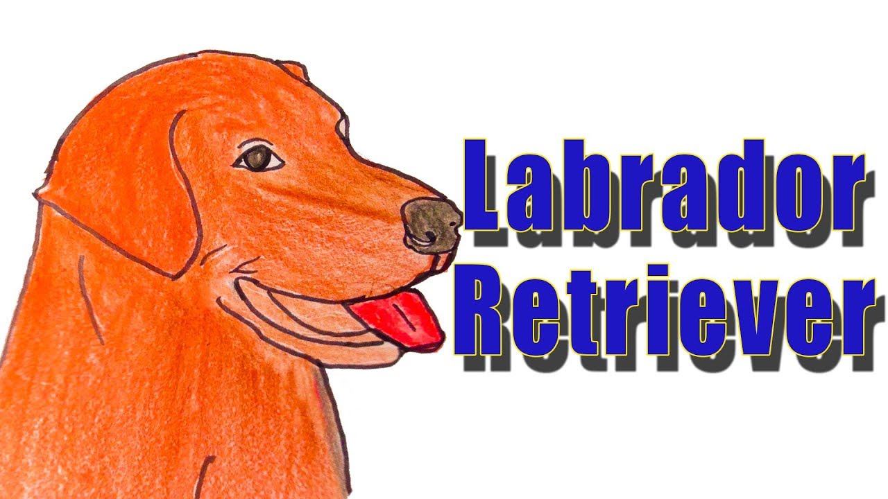 1280x720 How To Draw Labrador Retriever
