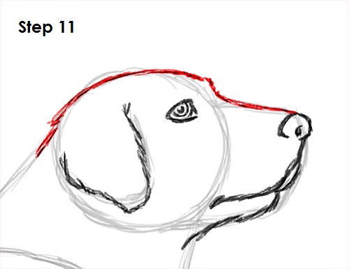 500x386 How To Draw A Dog