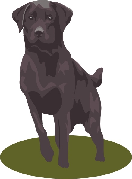 438x596 Labrador Retriever