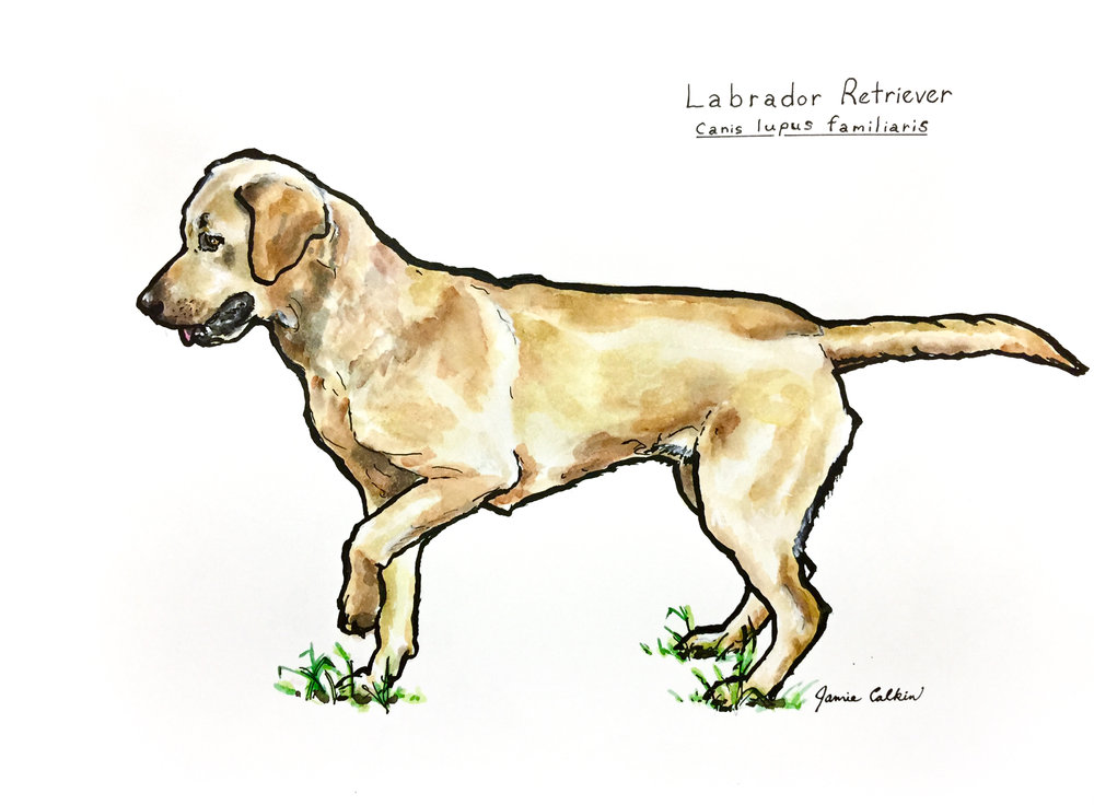 1000x736 labrador retriever jamie calkin