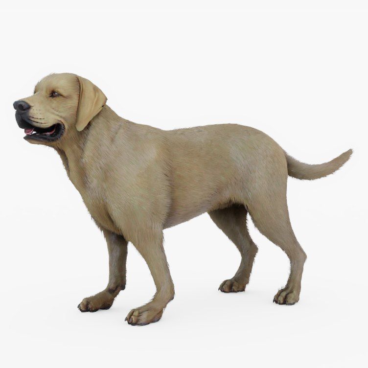 752x752 rigged labrador retriever model animals labrador