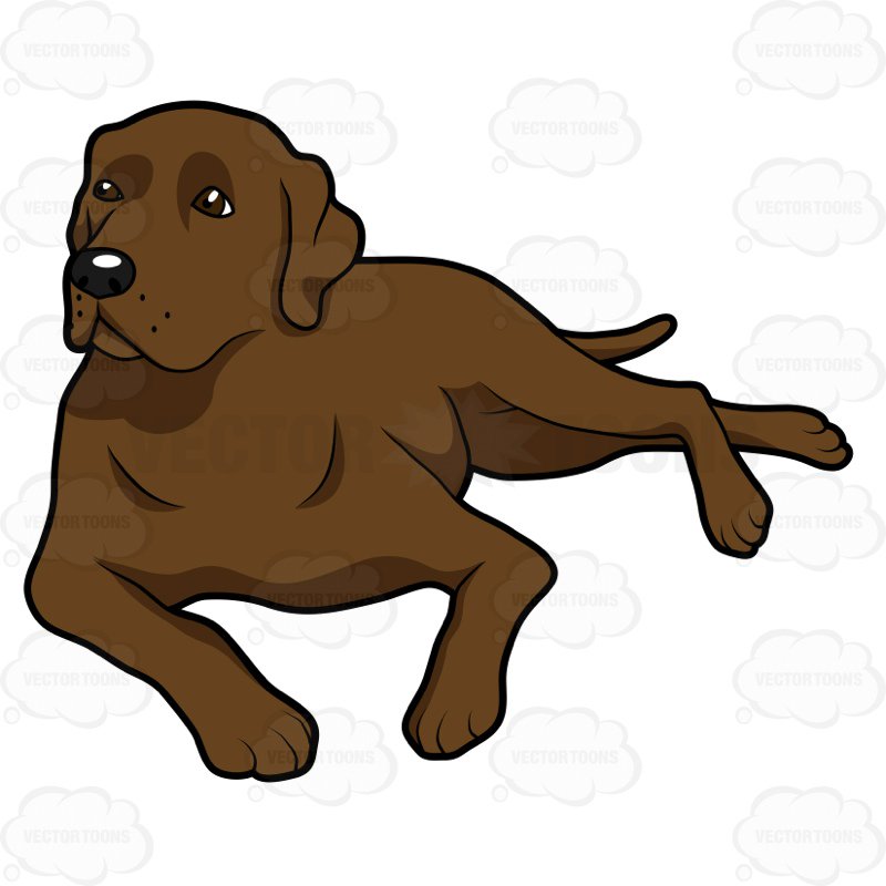 800x800 Clipart Labrador Retriever Clip Art Images
