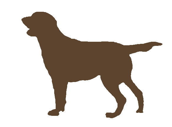 584x432 Drawing Laboratory Chocolate Lab, Picture