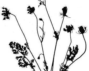 340x270 Queen Annes Lace Art Etsy