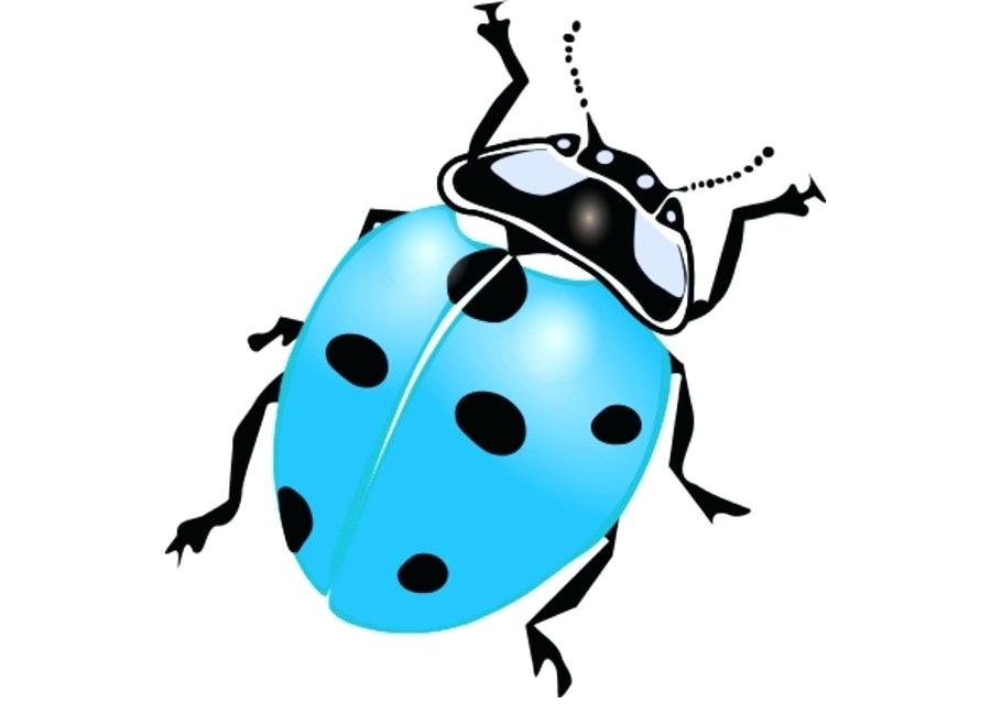 900x640 drawing of ladybug ladybug drawing ladybug cute