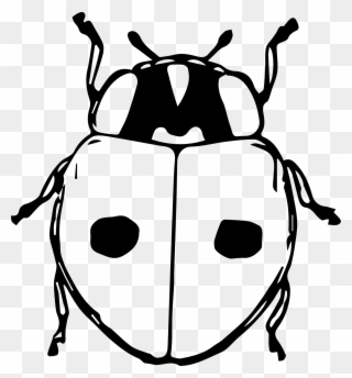 320x344 Ladybird Beetle Black And White Drawing Seven Spot