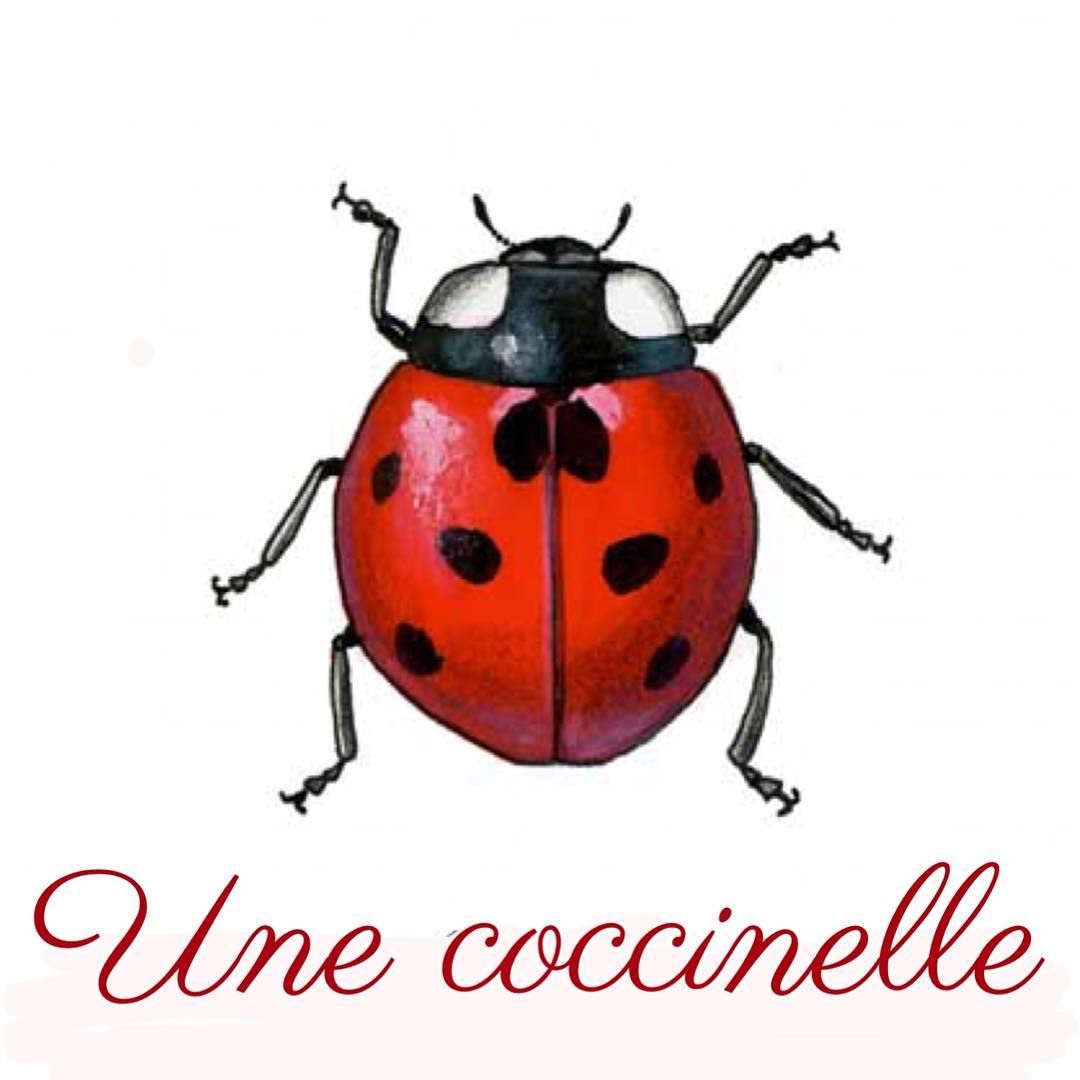 1080x1080 Une Coccinelle A Ladybug Bozhia Korovka