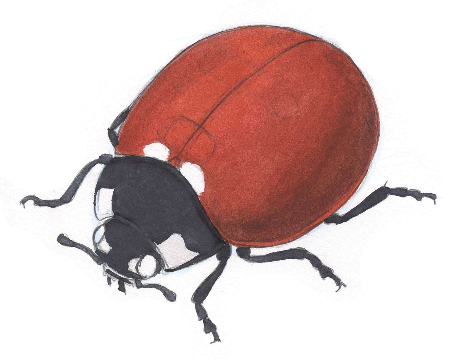 1921x1535 Ladybug Pencil Sketch Ladybug Pencil Drawing