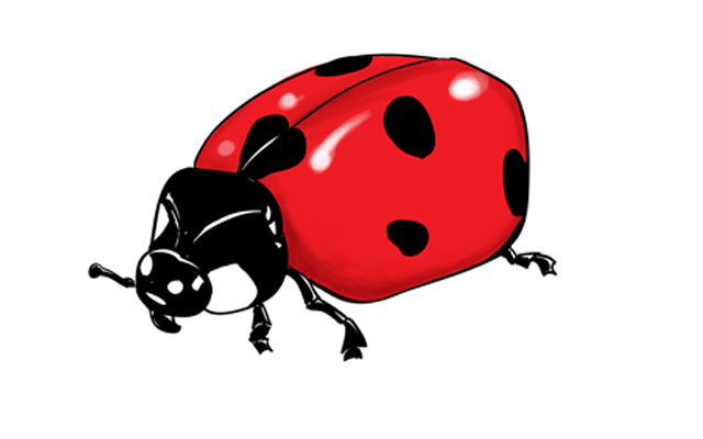 640x400 How To Draw A Ladybug