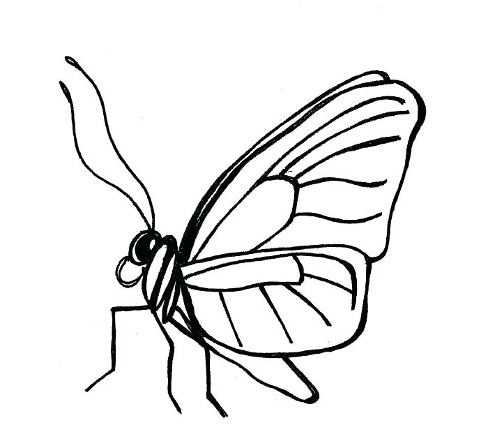 700x632 Simple Bug Drawings Generic Butterfly Line Drawing Simple Ladybug