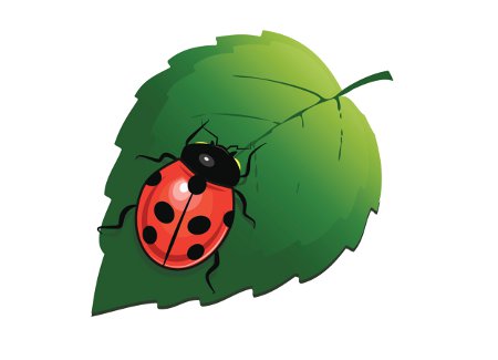 450x325 Ladybug Tattoos