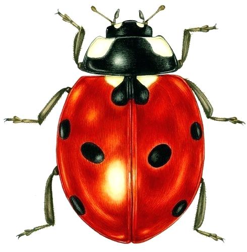 490x500 How To Draw A Ladybug Flying