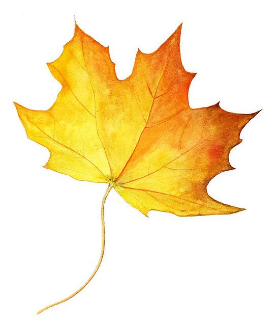 545x640 Autumn Leaf Colored Pencils Leaves Fall Leaves Drawing