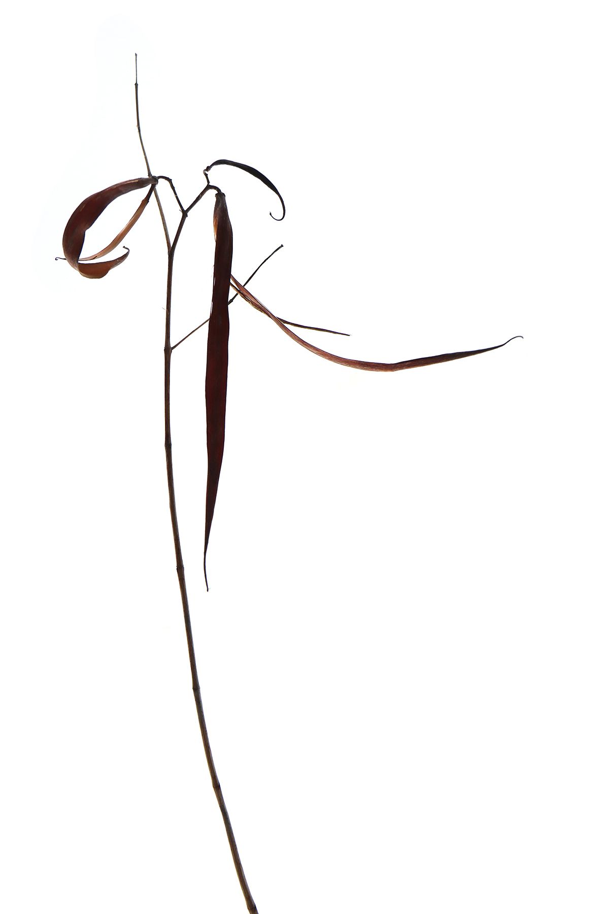 1200x1800 Red Milkweed Seedpod