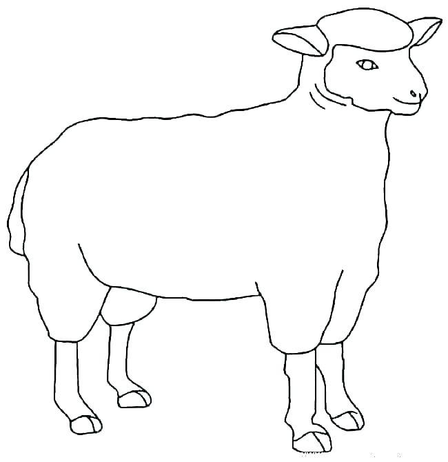 650x670 Sheep Pictures To Color Cartoon Drawing Of A Sheep Essayscollege