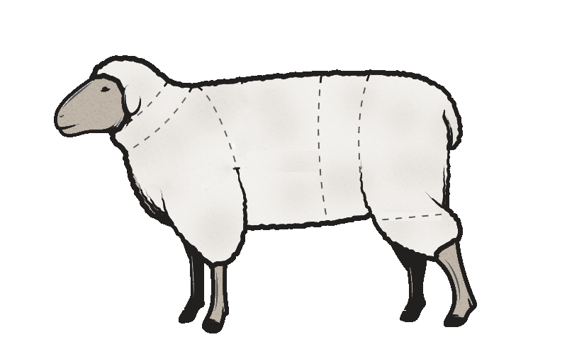 800x500 Drawing Sheep Lamb Leg Transparent Png Clipart Free Download