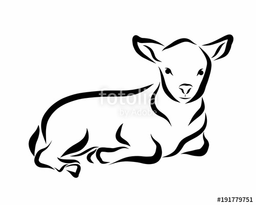 500x400 Lying Lamb, Black Flowing Lines Stock Photo And Royalty Free