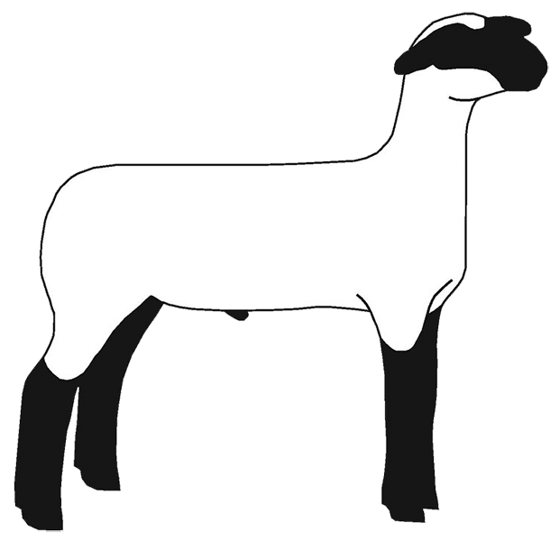 620x600 Drawing Sheep Line Art Transparent Png Clipart Free Download