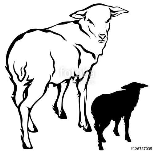 500x493 Lamb Outline And Silhouette Black And White Vector Design Stock