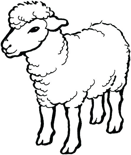 445x525 Sheep Coloring