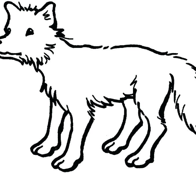 678x600 Animals To Color