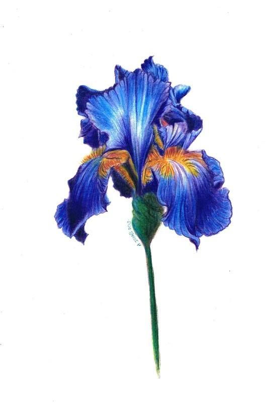 533x800 iris flower paintings iris flower coloured pencil drawing