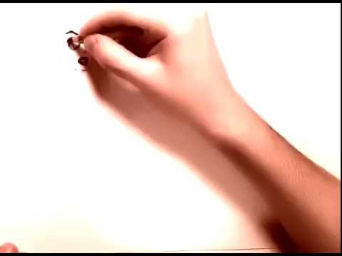 480x360 lara croft drawing in timelapse