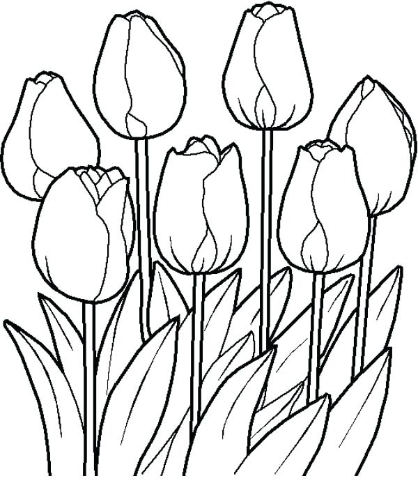600x693 Coloring Print Out Pages Of Flowers Printable Flower Pictures