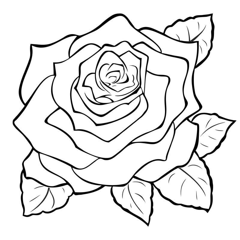 800x800 Rose Engraving Large Plants Drawings, Art, Flower Art