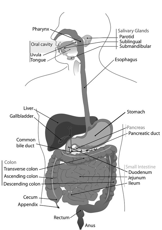 565x799 Digestion A North To South Process Part The Large