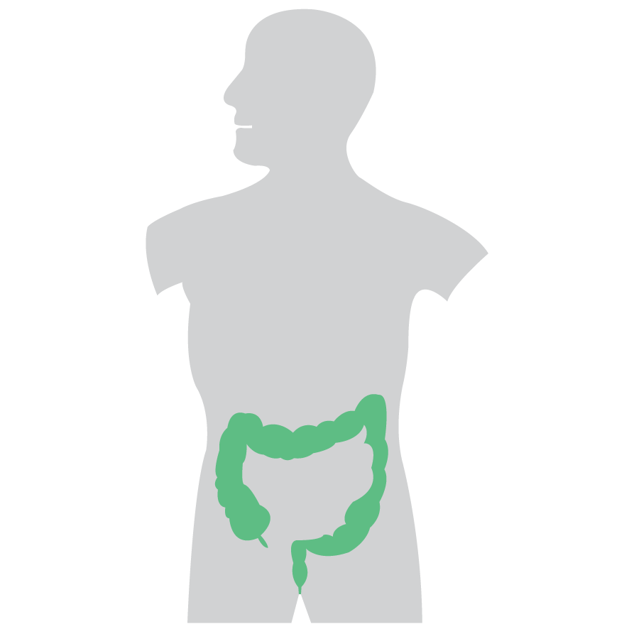 886x886 Gi Drawing Intestine Transparent Png Clipart Free Download