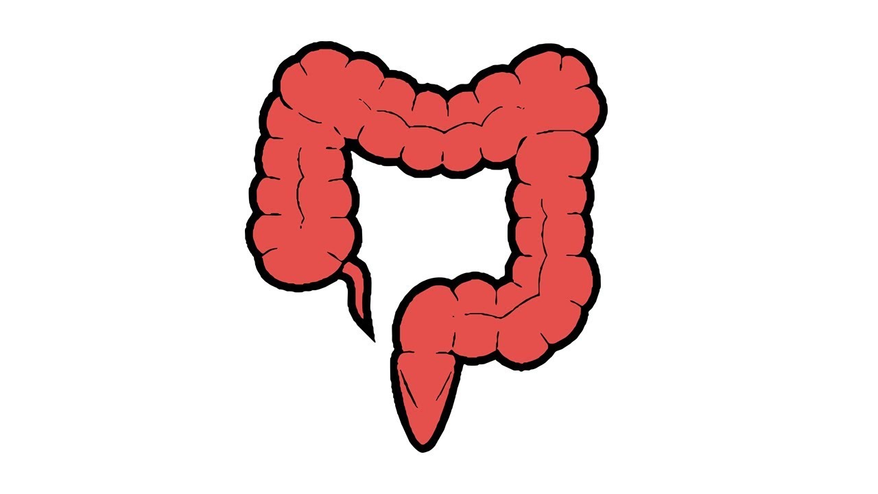 1280x720 How To Draw The Large Intestine