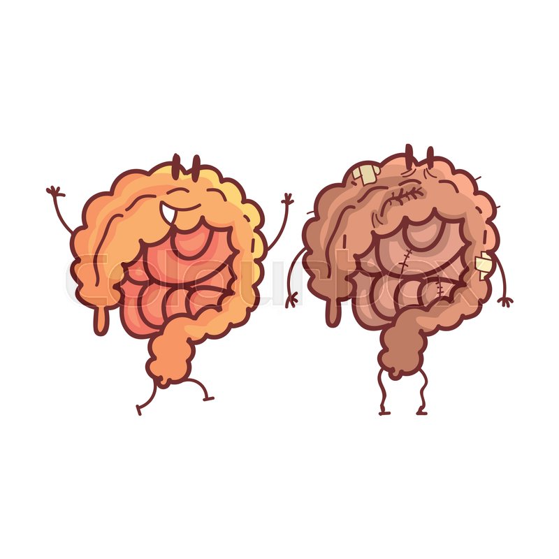 800x800 Large Intestine Human Internal Organ Stock Vector Colourbox