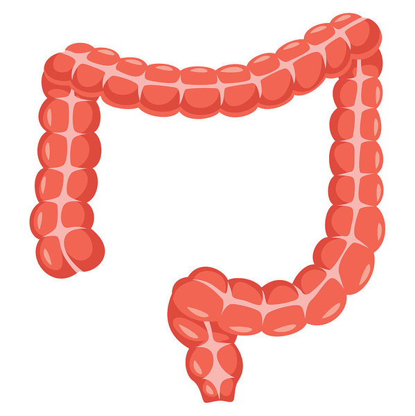 599x600 Large Intestine Vector Illustration Art Print