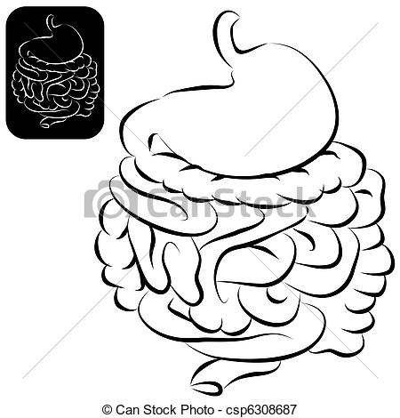 450x470 Large Intestine Vector Clipart