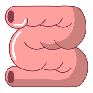 300x300 Large Intestine Royalty Free Illustrations