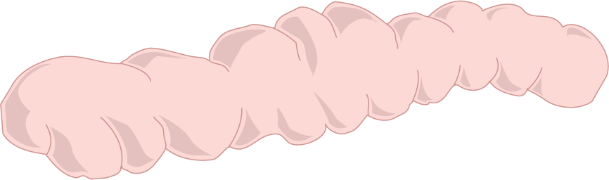 866x256 Big Clipart Intestine For Free Download And Use In Presentations