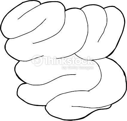 425x404 Clipart Outline Intestines, Free Download Clipart