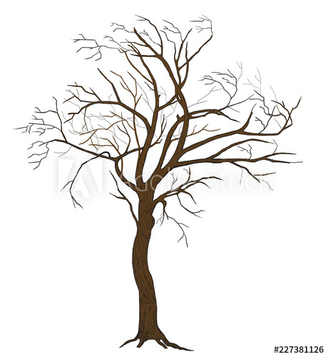 460x500 Isolated Vector Tree Illustration With Detailed Drawing Bark