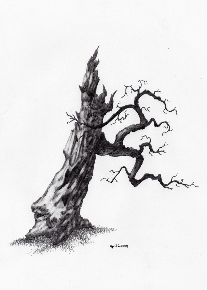 794x1112 Original Pencil Sketch Of Tree Part Of A Large Series Tree Etsy