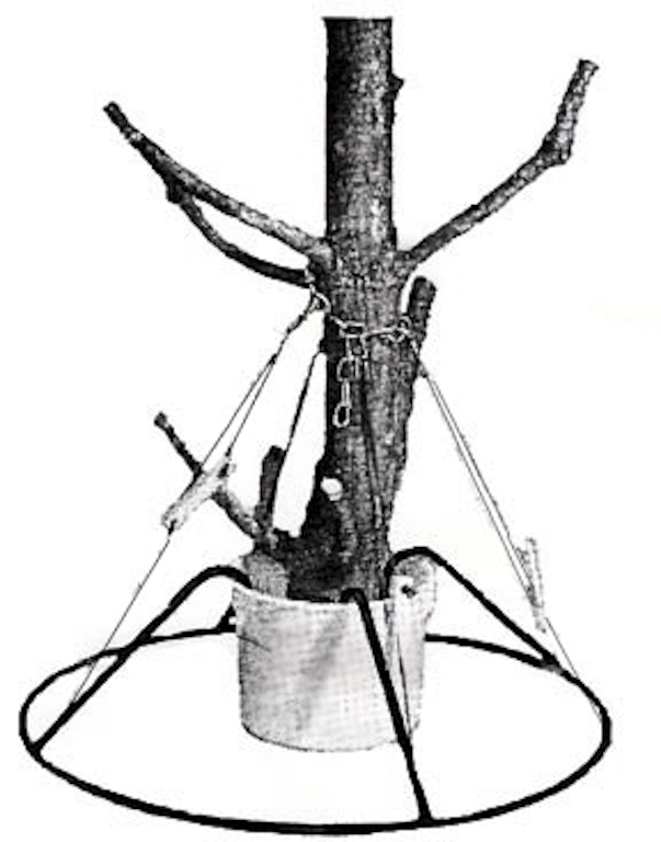 Large Tree Drawing Free download on ClipArtMag