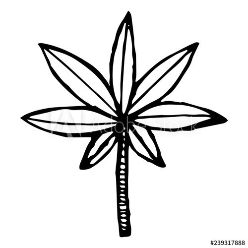 500x500 Vector Illustration Sketch A Palm Tree With Large Leaves Hand