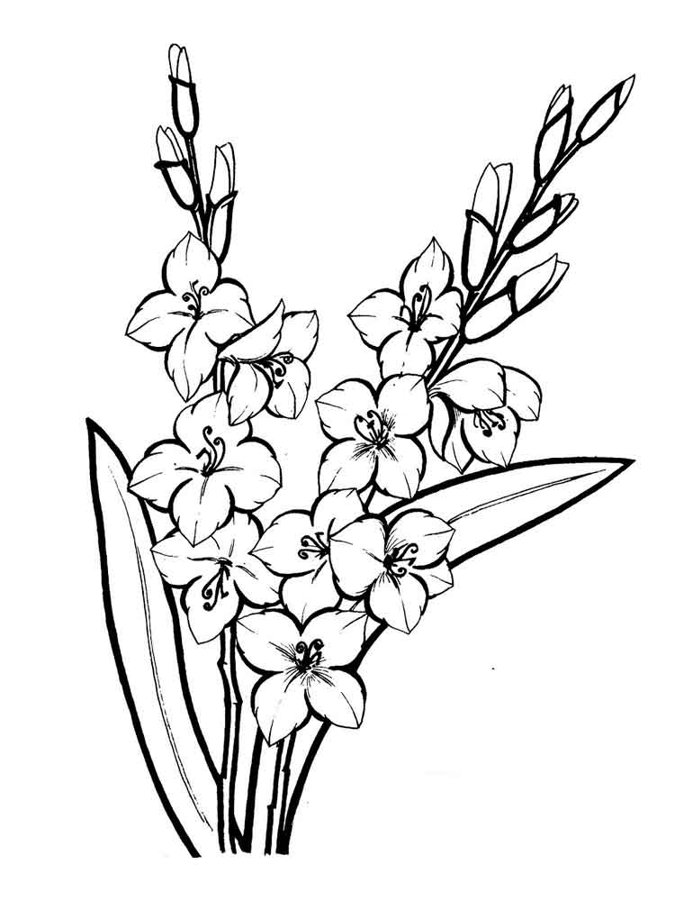 750x1000 Gladiolus Drawing Free Download
